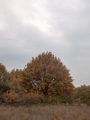 autumn red orange tree leaves brown autumn overcast moody sky background space country landscape