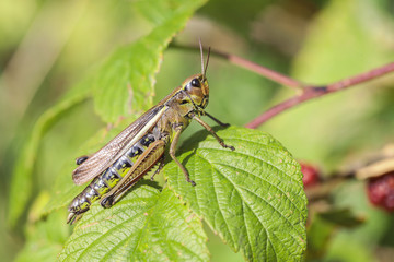 Sumpfschrecke - Stethophyma grossum in einer Makroaufnahme