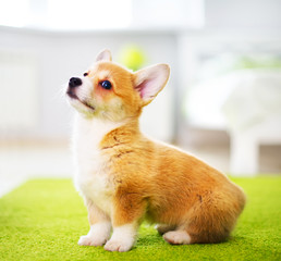 Pembroke Welsh Corgi Puppy