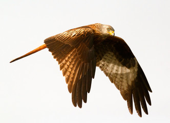 Awesome bird of prey in flight