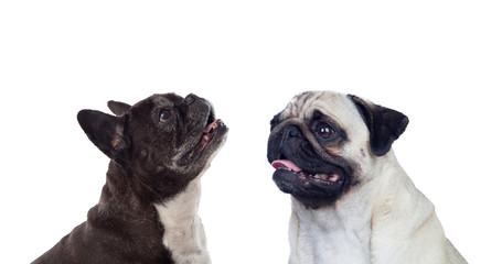 Portrait in Studio of cute bulldogs