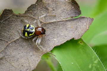 Image of halloween crab spider (Camaricus formosus) on brown leaves. Insect Animal