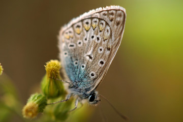 Plakat fotografia macro di farfalla Polyommatus coridon 