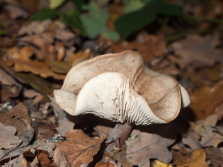 woodland forest floor mushroom autumn cap white and brown