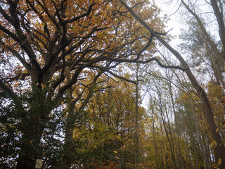 autumn bare branches overcast dull dark forest wood yellow leaves fall