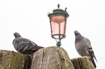 Two pigeons bird stand on a log wood in the city with blurred background, Pigeons,dove in white background.