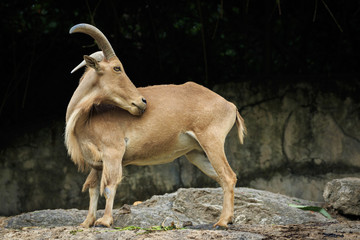 Naklejka premium Image of a barbary sheep on the rocks. Wildlife Animals.
