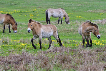 Przewalski-Pferde