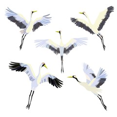 Vector watercolor set of illustrations bird crane. White stork . isolated object