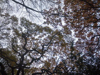 autumn bare branches overcast dull dark forest wood yellow leaves fall