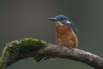 Eisvogel  