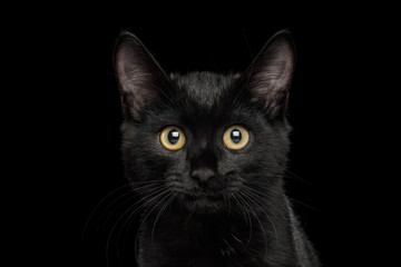 Portrait of Black Kitten with shine fur on isolated background, front view