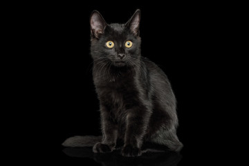 Fototapeta na wymiar Black Kitten Sitting with shine fur on isolated background, front view