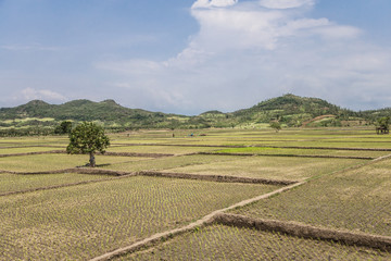 Dry rice paddies in Java, Indonesia