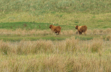 Highland cattle in the field