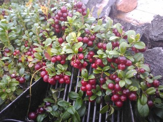 harvesting of lingonberries by a combine harvester