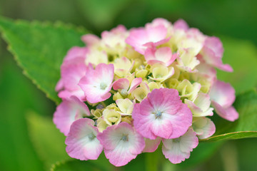 満開の紫陽花の花