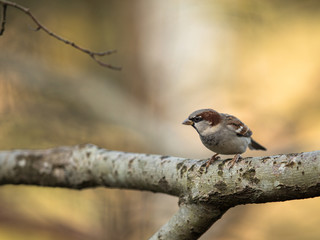 House Sparrow, Passer domesticus, sitting on a branch with soft background