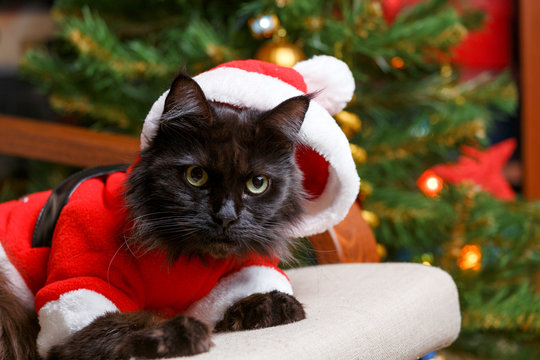 Christmas image of black cat in Santa costume at armchair