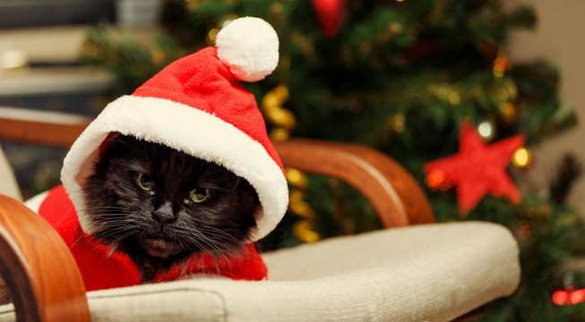 Image of New Year's cat in Santa costume sitting at chair