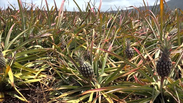 Ripe pineapple fruits at plantation (Ananas comosus). Oahu, Hawaii, USA.