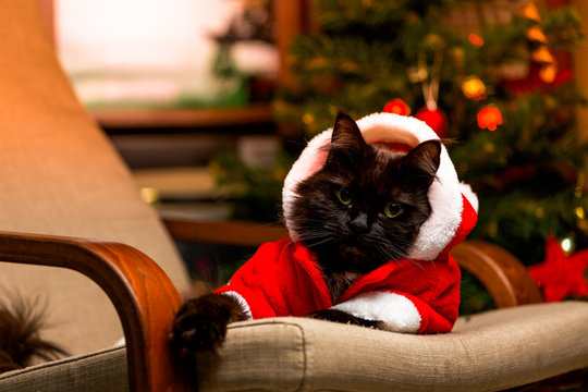 Festive portrait of black cat in Santa Claus costume