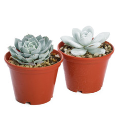 succulents plant in pot on white background