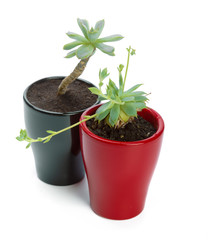 succulents plant in pot on white background