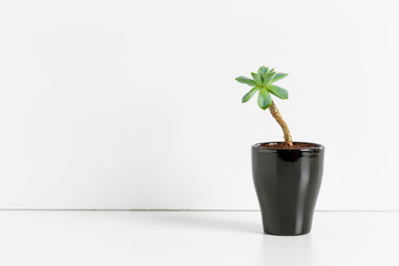 A single succulent plant potted