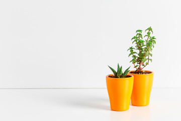 Small succulent plants in pots in home interior