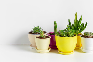 Variety of Succulents  in different  pots
