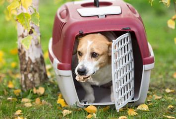 Dog in carrier on grass