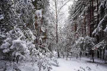 winter landscape