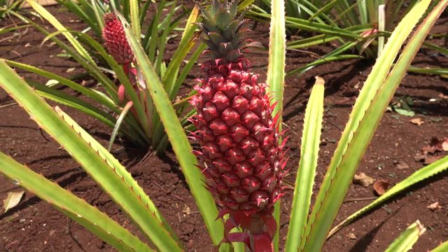 Red pineapple (Ananas bracteatus) fruits. Oahu, Hawaii, USA.