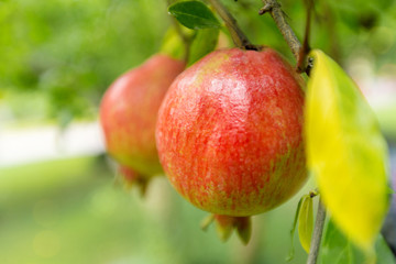 ripe pomegranate on the tree