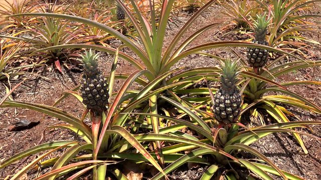 Ripe pineapple fruits at plantation (Ananas comosus). Oahu, Hawaii, USA.