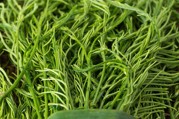 Thai local vegetable, Senegalia pennata or Acacia pennata