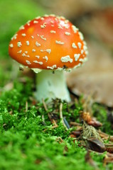 petite amanite rouge