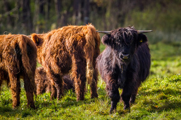 Bull