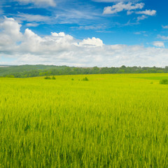 Wheat field and blue sky