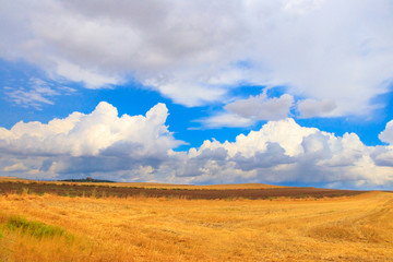 Obraz premium Wheat field and cloud sky