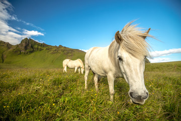 Obraz na płótnie Canvas close-up - horse portrait