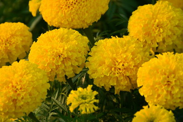 Marigolds in the garden with morning sunlight,natural concept.