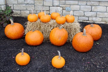 The orange pumpkins on and around the hay bale.