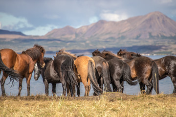 back of the wild horses