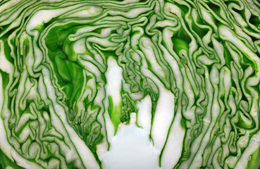 Fototapeta premium green cabbage close-up background