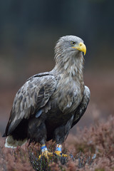 White-tailed eagle in the autumn