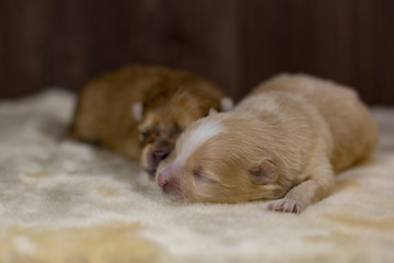 Newborn puppy of Spitz Pomeranian. 