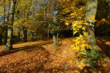 A Picture of Autumn - English Fall