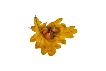 oak leaf and acorn on white background